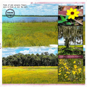 Fields of Coreopsis _right