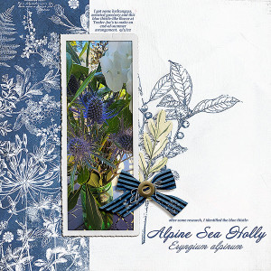 Alpine Sea Holly