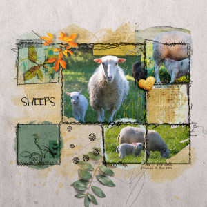 Sheeps