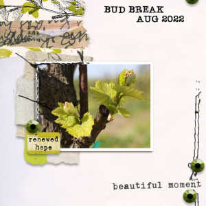 Spring 2022 Bud Break