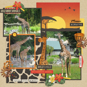 Masai Giraffe