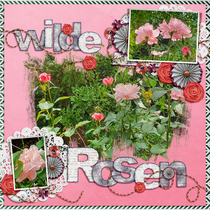 Wild Roses