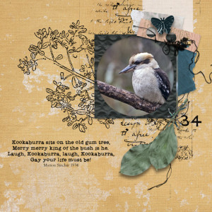 Kookaburra