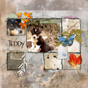 Teddy