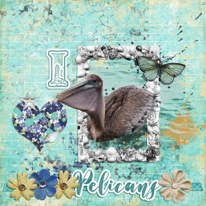 I Heart Pelicans