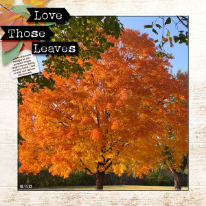 Love-Those-Leaves