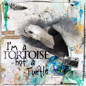 Tortoise