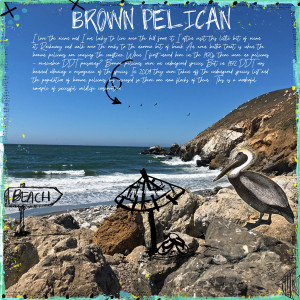 Journaling_brownpelican