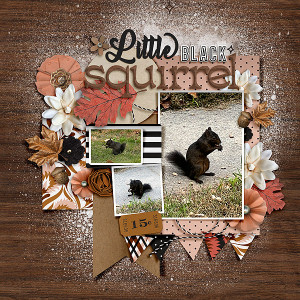 Little Black Squirrel