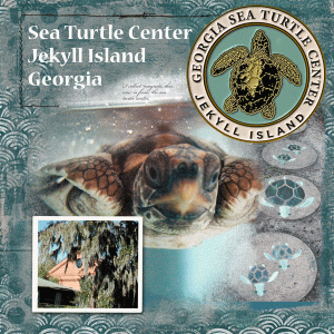 Random_seaturtlecenter