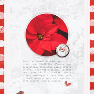 Rose de Noël