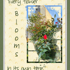 Every-Flower
