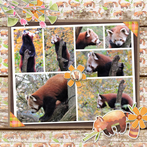 151026_red Panda