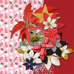 Poinsettia