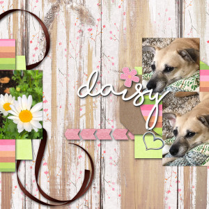 SwL_daisy