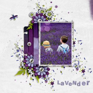 Lavender