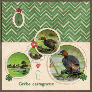 Grèbe castagneux