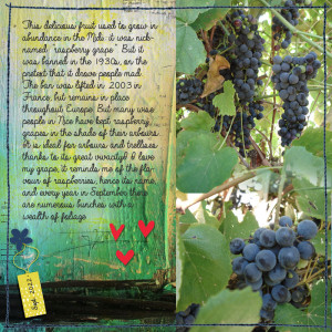 Grape