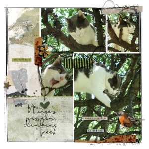 Climbing trees
