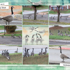 Geese-on-a-Sunday-Stroll