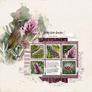 MOC5 Grevillea