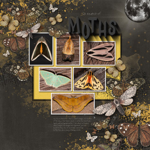 MOC Day 12 Moth Photography