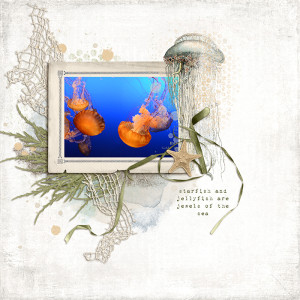 Starfish-and-jellyfish