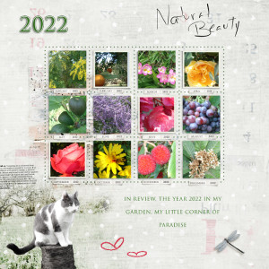 In review, the year 2022 in my garden