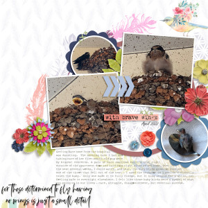 Jan-5---Multiple-Photos-That-Tell-a-Story---With-Brave-Wings