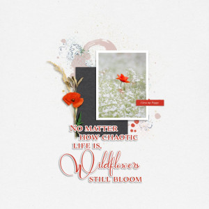 Wildflower Collection