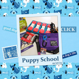 January-27---My-Life-in-a-Still-Life-Photo---Puppy-School