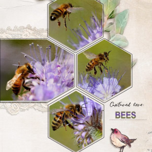 Bees