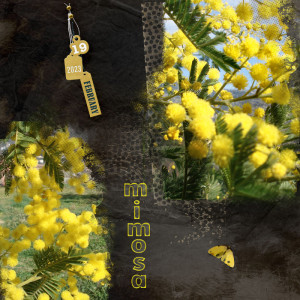 Mimosa