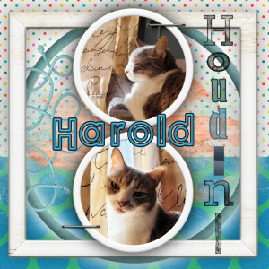 Harold Houdini King Of The Wild Frontier In The Window