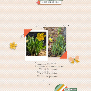 2023 February Daffodils