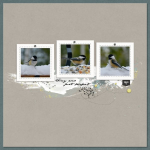 Chickadees