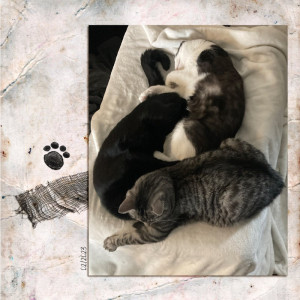 KittyPile