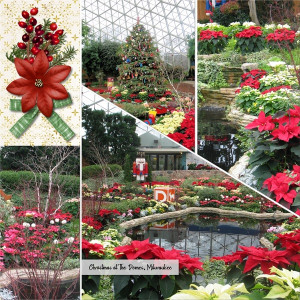 Christmas At The Domes, Milwaukee