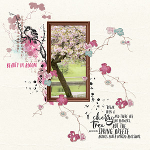 Cherry Blossom