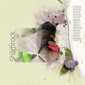 Purple Shamrock