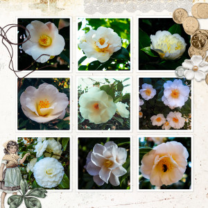 230318_camellia White