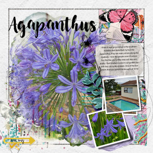 Agapanthus