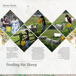Feeding the Sheep