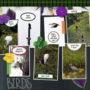 autumn birding
