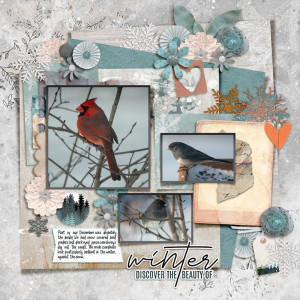 20221207-02 winter birds