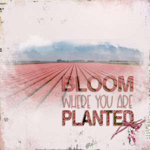 23-03_Bloom where are you planted
