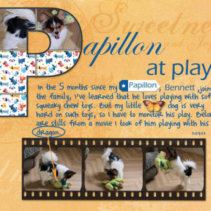 Papillon-at-Play