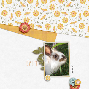 Neighbour's rabbit