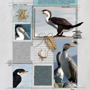 Pied Cormorant