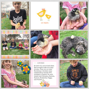 Baby chicks